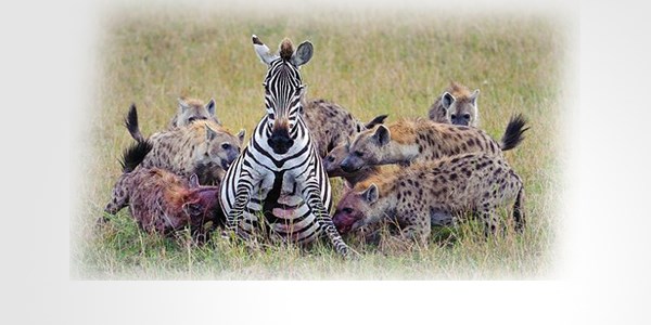 Sırtlanlar hamile zebraya saldırdı