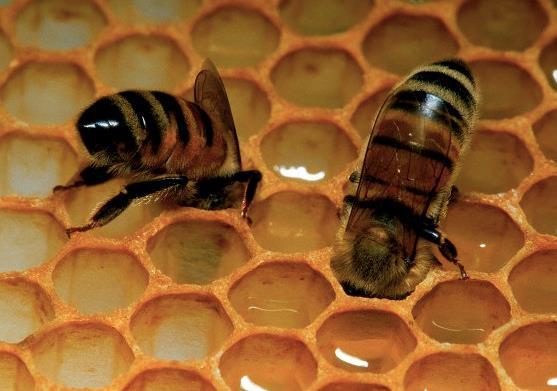 Yine Efendimiz -sallâllâhu aleyhi ve sellem- buyuruyor: “Her ayın üç günü sabah bal yiyen kimseye büyük bir hastalık gelmez, felçten uzak kalır.” Ebû Hüreyre -radıyallâhu anh- anlatıyor: Efendimiz -sallâllâhu aleyhi ve sellem- buyurmuştur: “Bir kimse her ayda üç gün şafak vakti aç karnına bal yese o ay içinde hastalıklarla ilgili belâlardan ve âfetlerden emin olur.”