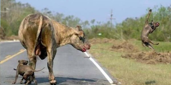 Pitbulllarla boğa savaşı!