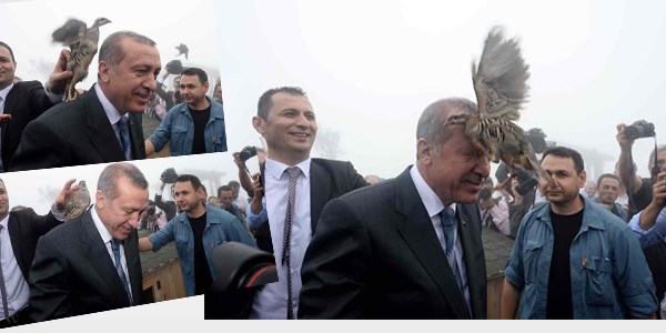 Cumhurbaşkanı Erdoğan'ın başına keklik kondu