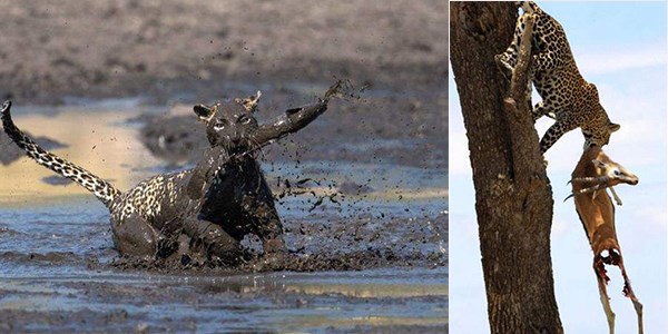 Leoparın müthiş taktiği