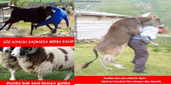 En iyi 'kurban bayramı' capsleri!