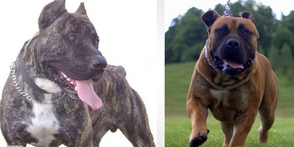 Yasaklanmış köpek ırkları
