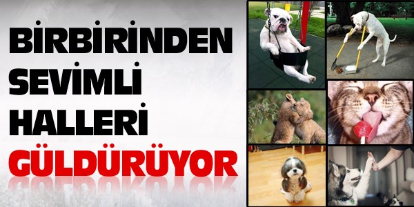Birbirinden sevimli halleri güldürüyor