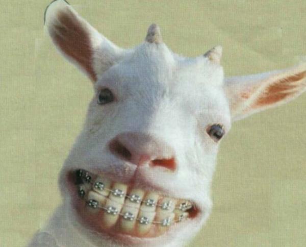 Hi terlemeyen devlet memuruna ne denir? Noter.