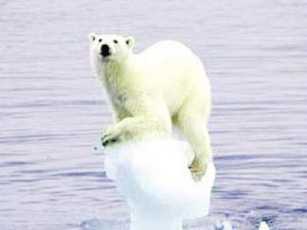 Getiimiz yl Kuzey Kutbu'ndaki buzul seviyesinde grlen rekor derecedeki azalma nedeniyle kutup aylarnn avlanamad belirtildi.