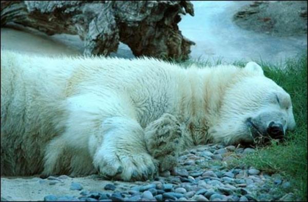 Uzmanlar, 16 yandaki aynn yiyecek bir eyler ararken alktan ld sonucuna vard.