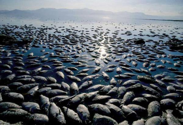 2012'yle ilgili iklim deiiklii raporunu aklayan NOAA yetkilisi Kathryn Sullivan, "Yaadmz gezegen her geen gn daha scak bir yer oluyor.