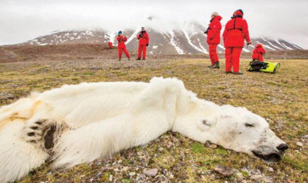 Kuzey Kutbu'ndaki Svalbard blgesinde 16 yanda bir kutup ays l bulundu.