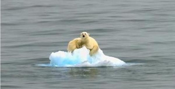 Kutup aylar, sadece denizdeki buzullar zerinden avladklar fok balklarn yiyerek besleniyor.
