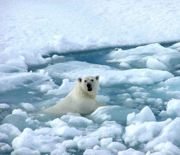 Vcudundaki ya tabakasn tamamen kaybettii gzlenen aynn lm nedeni ise bilim adamlarn rktt.