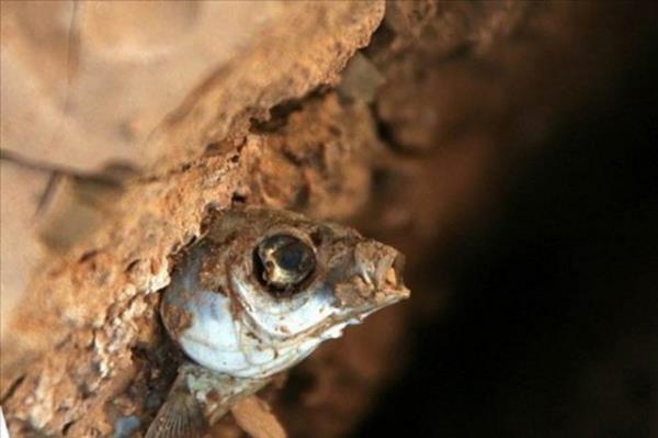 Geen yl ayrca, yllk ortalama scaklk artndaki yksekliin yan sra, deniz seviyesinde rekor ykselme ve Kuzey Kutbu'ndaki buzul seviyesinde ise yine rekor d gzlemlendi.