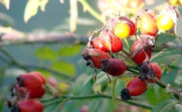 Kuburnu ekirdeklerinde bulunan gama linoleik asit maddesi cilt iin ok faydal. Bu ya cilde canllk kazandrd gibi gne yanklarnda da etkilidir. eriinde yzde 10-20 kuburnu ya ieren kremlerin cilt atlaklar, egzama, yank ve yaralar zerinde etkili olduu kantlanmtr.