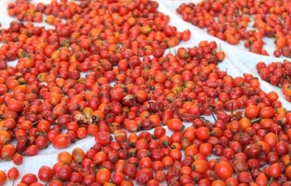 Akgn, yaplan aratrmalarda kuburnu meyvesinden hazrlanan prepatlarn kullanmnn eklem romatizmasna iyi geldiinin kantlandn vurgulayarak, unlar syledi;