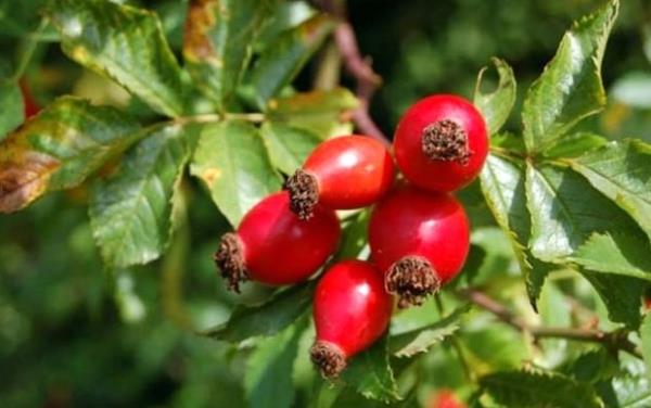 Kuburnunun meyve suyu, kurutulmu halinin ay, marmelat ya da pestil hazrlanarak tketilebileceini anlatan Akgn, unlar kaydetti.