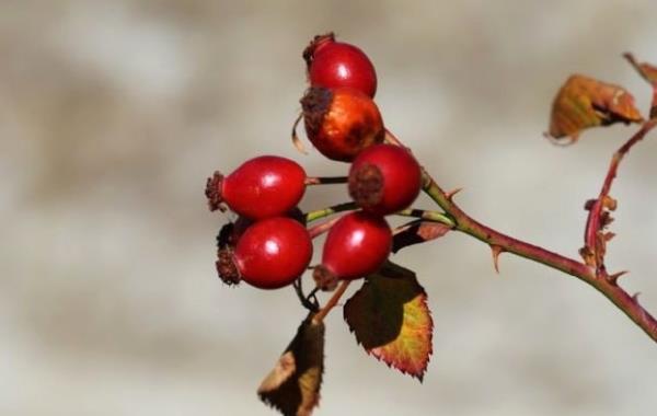erisinde yzde 70 orannda barndrd C vitaminiyle k aylarnn vazgeilmezi olan kuburnu, genellikle ateli hastalklar, nezle, grip ve souk algnlna kar kullanlyor. Kuburnunun birok faydasnn bulunduunu sizlerle paylayoruz...  <br>  Kuburnu, k aylarnda gribal enfeksiyonlara kar vcudu koruduu ve C vitamini ynnden dnyann en zengin bitkilerindendir.
