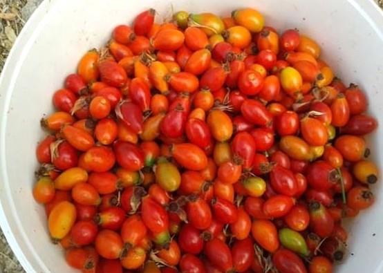 C vitamini kayb olmamas iin taze olarak veya ay demlendikten sonra hemen tketilmelidir. Marmelat veya dier ilem grm rnlerde C vitamini kayb fazladr.