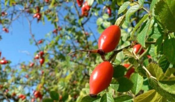 Kuburnu ya dnya kozmetik sanayinde yaygn olarak kullanlmaktadr. Ayrca kuburnu meyvesinin ve tohumlarnn gastrik lser ve gastrik mukoza iltihaplarn nledii, eker hastal, ishal ve gut hastalna iyi geldii, kan durdurucu, az, di, ba ve kulak arlarn tedavi edici zellikler tad bilinmektedir.