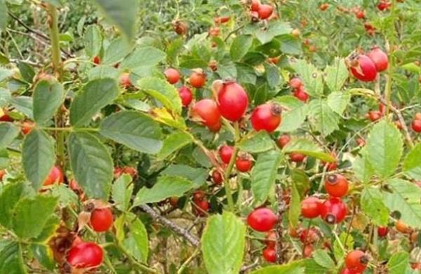 C vitamininin souk algnl, nezle, grip ve dier ateli hastalklara kar vcut direncini ve bakl artrarak hastalklara kar koruduuna dikkati eken Akgn, "Sonbahar aylarnda her an kapmz alabilecek souk algnlna kar vcut direncimizi artracak kuburnunu soframzdan eksik etmemeliyiz. Gn iinde 3-4 bardak kuburnu ay tketerek souk algnl ve gribal enfeksiyona kar nlem alnabilir" diye konutu.