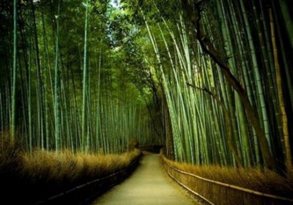 Dnyann en hzl byyen bitkisi bambu, bir gnde 90 cm kadar uzuyor...