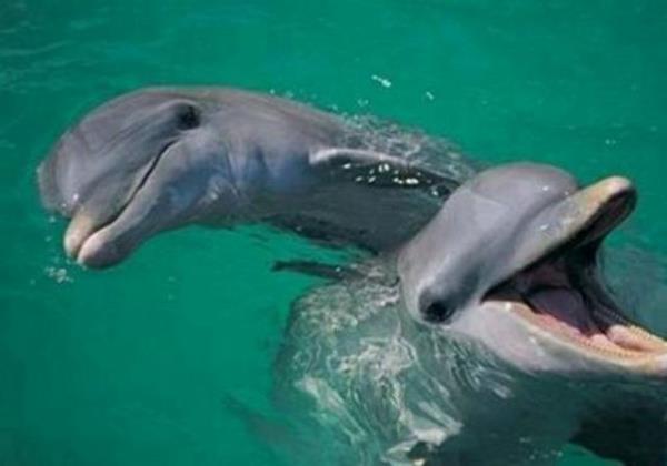 Yunuslar gzleri ak uyurlar...