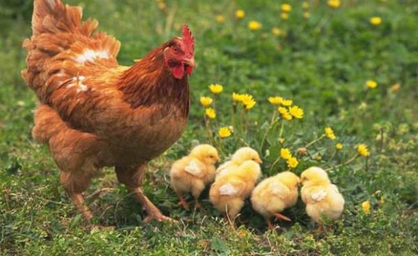 Tavuk Pislii  <br>  ocuklarn nazardan korunmas iin, bir karaal ya da naylon iine tavuk pislii konularak ocuun omzuna aslr.