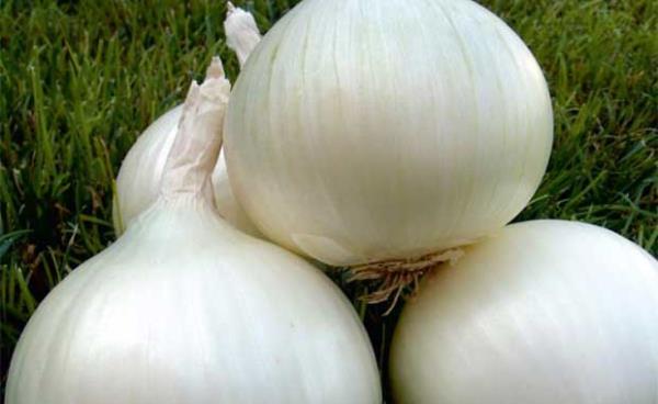 Beyaz Soan<br>    Baz yrelerde nazardan korunmak iin, evin kapsndan karlan bir ka kymk, beyaz soan, sarmsak kabuklar ve kurt trna bir keseye konup elbisenin iine yerletirilir.