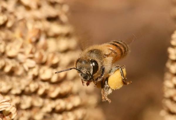 Arlar aalardan ve baz otsu bitkilerin tomurcuk ve yapraklarndan toplayp mumla kartrarak kovanda rettii reinemsi bir madde olan ve zamk gibi yapan propolis dnyann en gl antioksidan kayna.