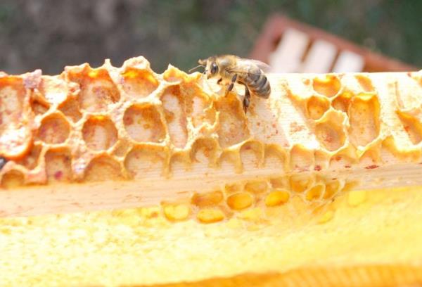 Boyacolu, propolisin "herpes simplex" gibi virslerin yol at dudak uuklarna ve grip virsne kar etkisinin bilimsel olarak kantlandn, uzun yllardr fungal yani mantar enfeksiyonlarn nlenmesinde de kullanldn belirtti.