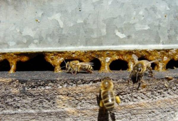 THAL PROPOLSE DKKAT    Propolisin kovana konan tuzaklarla retildiini syleyen Boyacolu, "Tuzaklar, propolisle dolunca reticiler, bize gnderiyor. Daha sonra rn tuzaklardan skp, gelitirilen yntemlerle proses edip salk potansiyelini aa kartyoruz. Propolisi asla el demeden, hijyenik koullarda iliyoruz" ifadelerini kulland.