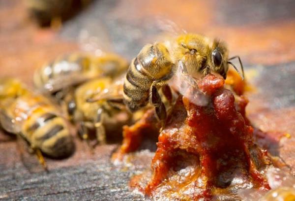 "Genel olarak rengi, bitkisel kaynaa bal olarak deimekle birlikte en yaygn olan, koyu kahverengidir.