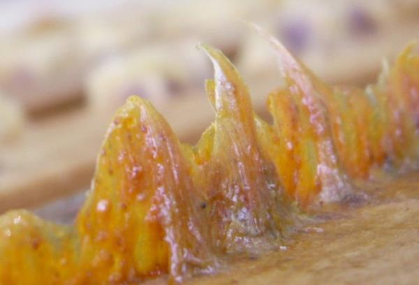 Boyacolu, Trkiye'de propolis retiminin ylda yaklak 1 ton olduuna iaret ederek unlar kaydetti: "lkemizde propolis, arlkla ithal edilmektedir ancak halen dnyada kabul grm bir standard olmadndan tketicilerin ithal rnlere dikkatli olmas gereklidir.