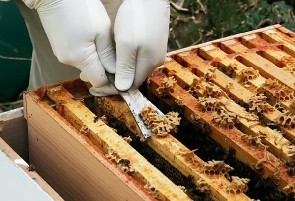 stanbul Teknik niversitesi (T) Kimya-Metalurji Fakltesi Gda Mhendislii Blm retim yesi Prof. Dr. Dilek Boyacolu, AA muhabirine yapt aklamada, arlarn propolisi kovandaki istenmeyen boluklarn kapatlmas iin kullandn syledi.