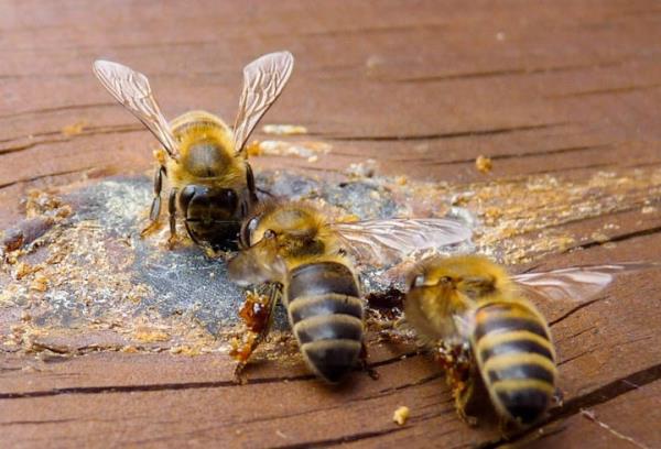 "Enzim ve yapsal proteinlerin zarar grmesi, hcrenin lmesi, kanser, sinir sistemi fonksiyonlarnn yitimi ve kalp damar hastalklar ile diyabet ve baklk sistemi bozukluklarnn olumasnn temel nedenidir.