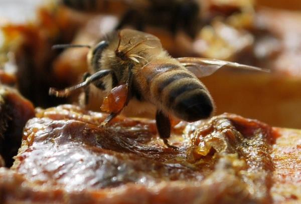 T ARI Teknokent'te kurulan 'SBS Bilimsel Bio zmler' firmasnda yrtlen bir projeyle kontroll koullarda retimin salanmas amacyla arclar ve ar yetitiricileri birlikleriyle szlemeli i modeli gelitirdik.