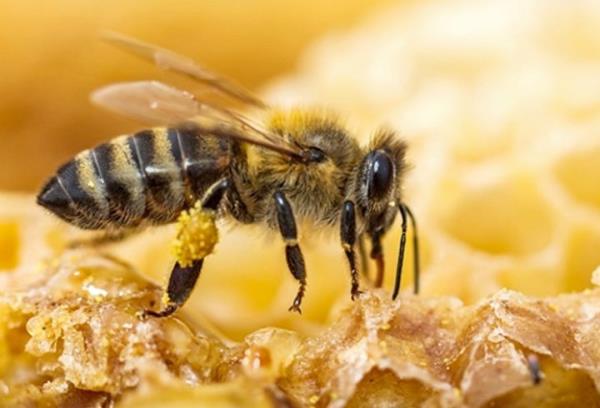 Serbest oksijen radikallerinin oluumu, hava kirlilii, sigara kullanm, kt beslenme alkanlklar, alkol tketimi, yetersiz ve kalitesiz beslenme,strese bal olarak artar.