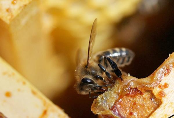 "Propolisin ierdii bileikler, onu dnyann en gl antioksidan kayna yapmaktadr" diyen Boyacolu, propolisteki antioksidan zelliin hcrelerin yalanmasna neden olan serbest radikallerin oksijenle ykmna kar korunma saladn dile getirdi.