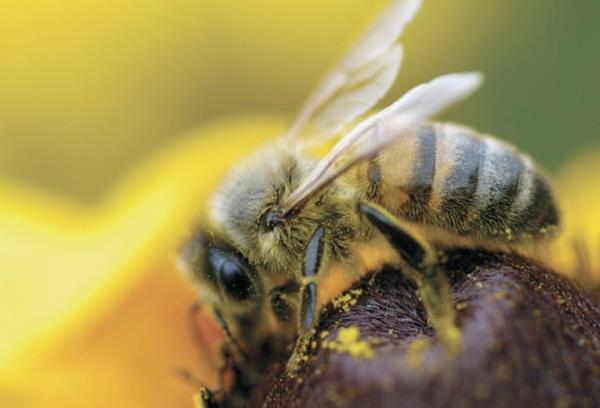 Propolisin hastalk yapc bakterilere kar koruyucu zellii bulunur ve eitli bakterileringeliimini durduran etkili bir doal antimikrobiyaldir. Ayrca propolis, baz virs trlerine ve kf geliimine kar da etkilidir."