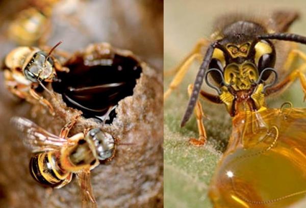 Propolisin eski zamanlardan beri dnyann pek ok blgesinde kullanldn anlatan Boyacolu, rnn kulak enfeksiyonu, bron, astm ve solunum yollar iltihaplar, mide ve onikiparmak barsa lserleri, romatizmal hastalklar ile cilt kanseri tedavisinde iyiletirici etkisinin bilindiini, di eti hastalklar tedavisinde ise merhem gibi kullanldn aktard.