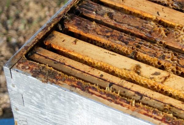 Antioksidanlar, vcuttaki serbest radikallerle ba kurarak onlar balar. Bylece serbest radikallerin vcuda verecei potansiyel zararlar nlenmi olur."