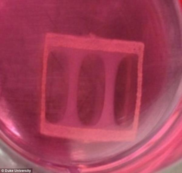 nsan kasnn, dardan gelen elektrik sinyalleri, biyokimyasal sinyaller ve ilalara vcuttaki normal kaslar gibi tepki verdii akland. Aratrma ekibi, daha nce ok sayda hayvan kasn laboratuvarda reterek deneyim kazandklarn aktard.