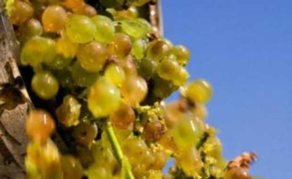 zm tanesi    <br>spanya'da gece yars anlar alarken her bir vuru iin bir zm tanesi yemek adettendir.