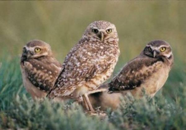 Bayku, mavi rengi grebilen tek kutur.