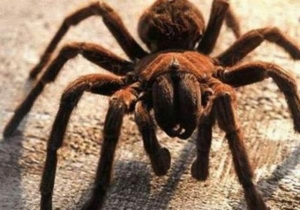 Tarantulalar iki buuk yl yiyeceksiz yaayabilirler.