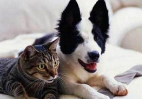 <p><b>lgin Bilgiler</b></p>  Kediler 100 deiik ses, kpekler ise 10 ses kartabilirler.