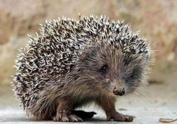 Kirpiler suda batmaz.