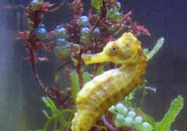 Denizatlar, erkekleri hamile olan tek canl grubudur