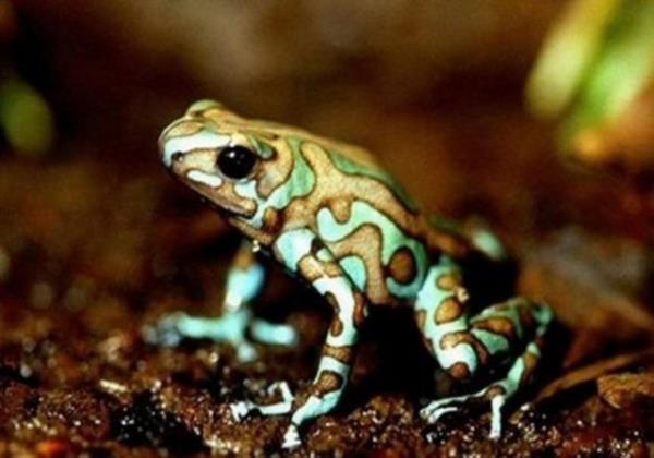 2.600 deiik cins kurbaa vardr