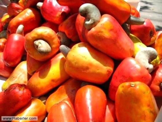 Ham kaju; ou kii kajunun zehir tadn bilmez. Kajunun yetitii aacn yapraklar urushiol adnda zehir barndrr