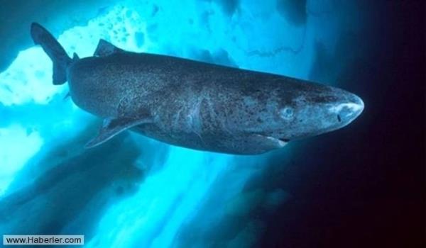 Yaprandan ayrlan kaju iyi kurutulduu srece risk tamaz.